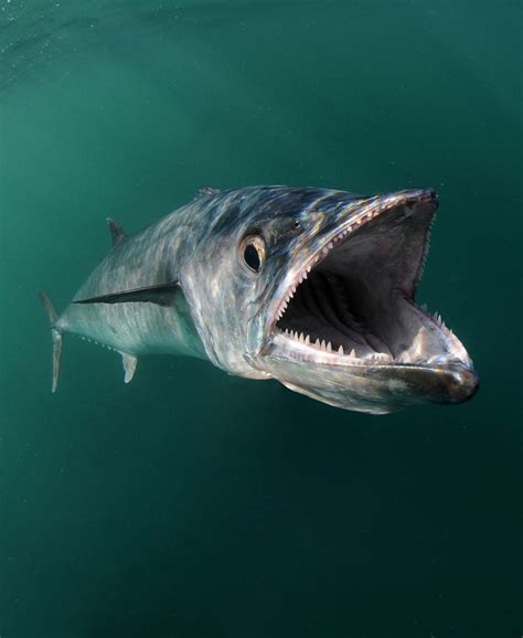 Amazing Underwater Game-Fish Portraits by Jason Arnold | Underwater fish, Fish, Sea fishing