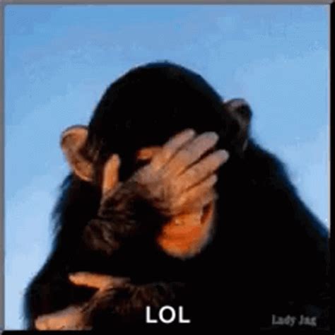 Laughing Monkey GIF - Laughing Monkey Chimp - Discover & Share GIFs