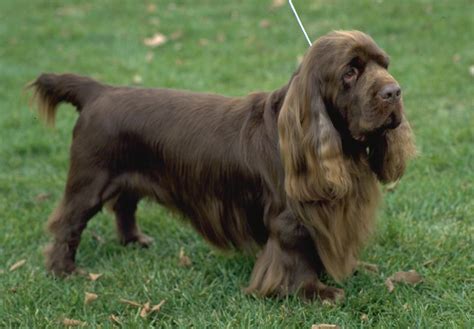 Sussex Spaniel Puppies For Sale - AKC PuppyFinder