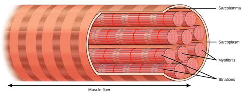 Types of Muscle Tissue and Fibers | Biology for Majors II