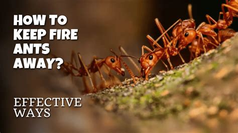 Fire Ants – pestinformer.com