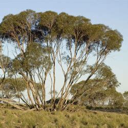 Eucalyptus viridis - Growing Native Plants