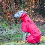 Greyhound Shower Mac With Hood – Lily Peeps