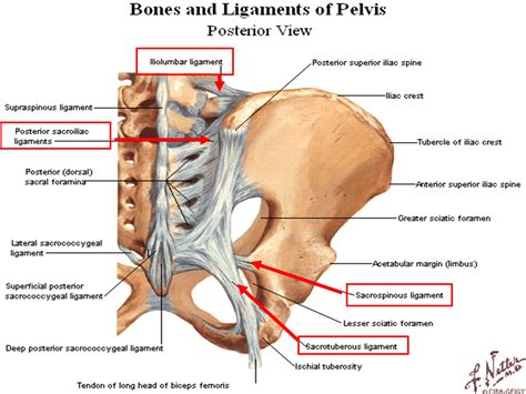 Bones and ligaments of Pelvis | Pelvis, Sacroiliac, Ligaments and tendons