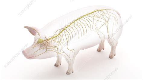 Pig nervous system, illustration - Stock Image - F035/5244 - Science Photo Library