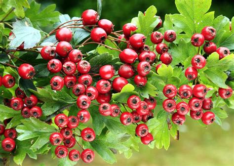 Hawthorn Health Benefits, Uses, and Tips