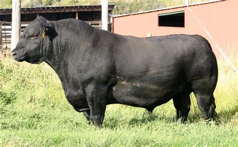 Beefmaster Angus breeding bull | Farm cow, Bull cow, Cow