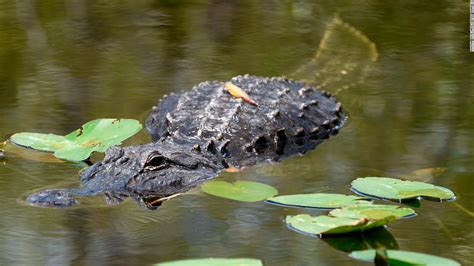 Everglades National Park adapts to climate change after hurricane | CNN ...