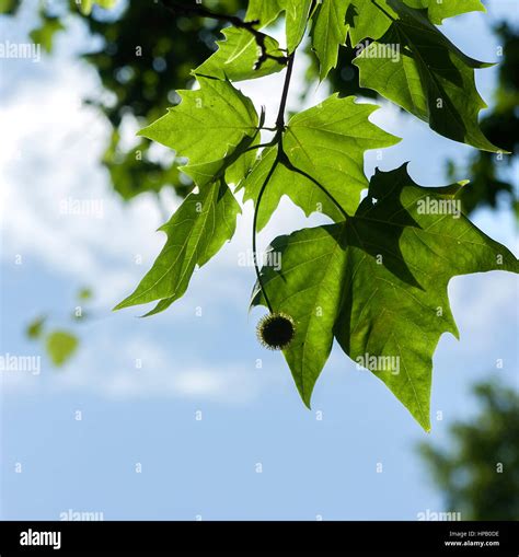 London Plane tree leaves back-lit Stock Photo - Alamy