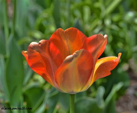 Orange Tulip - Plant & Nature Photos - Elaine's Photoblog