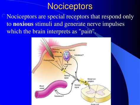 PPT - Part 3 Sensory Function of the Nervous System PowerPoint ...