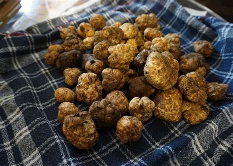 Truffle hunting and tasting lunch | Audley Travel