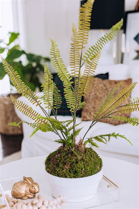 Indoor fern planters | Fern planters, Indoor ferns, Diy garden decor