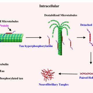 Diagram of the formation of neurofibrillary tangles. Under normal... | Download Scientific Diagram