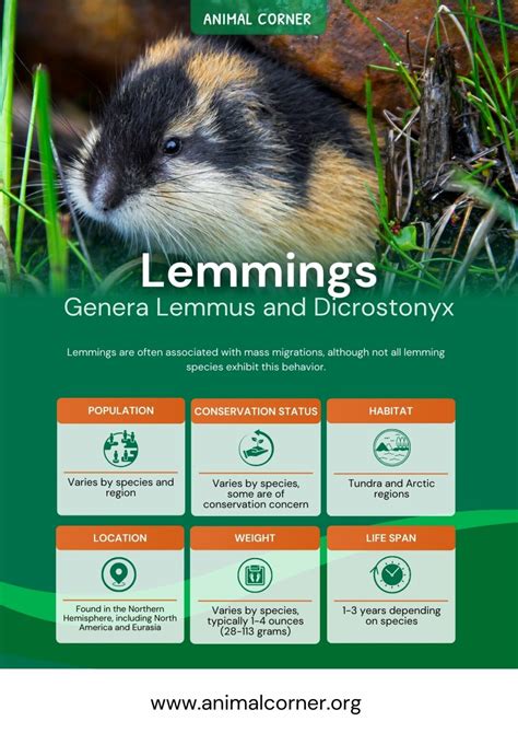 Lemmings Animal - Key Facts, Information & Habitat