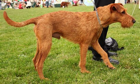 Irish Terrier - Pictures, Information, Temperament, Characteristics | Animals Breeds