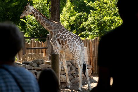 Escaped circus monkey & a menagerie: Zoo Boise has a colorful history ...