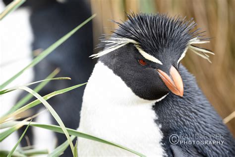 Falkland Islands Wildlife – Ramdas Iyer Photography