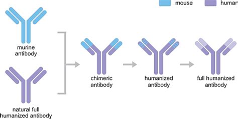 The Overview of Recombinant Antibody-CUSABIO