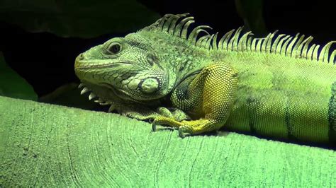 Green Iguana - YouTube