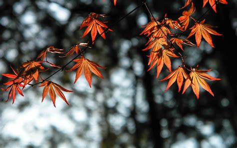 3840x2400 Autumn Leaves Orange 4k 4K ,HD 4k Wallpapers,Images ...