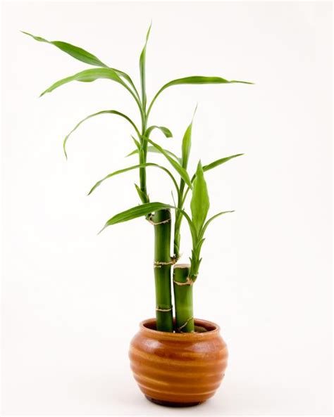 Bamboo Lamp Photo: Bamboo In A Pot