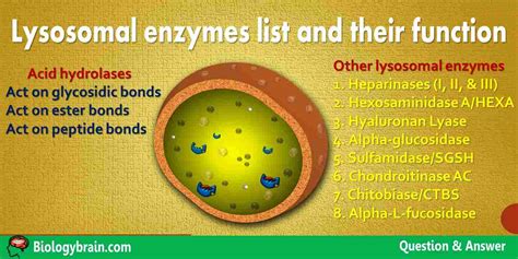 Lysosomal enzymes list and their function - Biology Brain