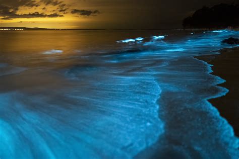 Bioluminescence Kayaking - Paddle At Night