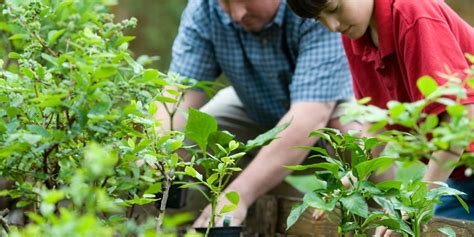 Slow Release Fertilizer: What is it and How to Use it? - Plants Spark Joy