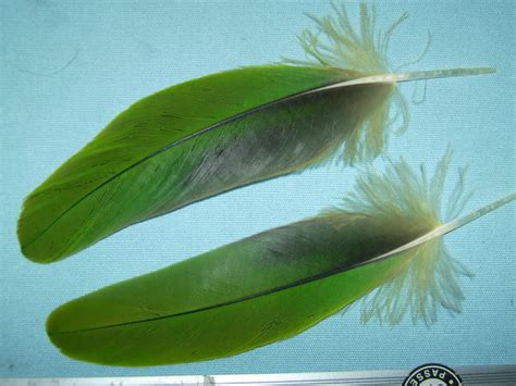 Parrot Feathers 3 by Jayetta on DeviantArt