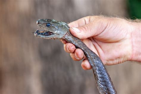 Snake Catcher Breaks Wall to Catch 6ft Black Mamba Hiding There for Weeks - Newsweek