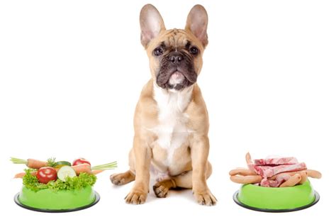 French Bulldog Food Allergies – How To Spot Them And How To Help - Raised Right - Human-Grade ...