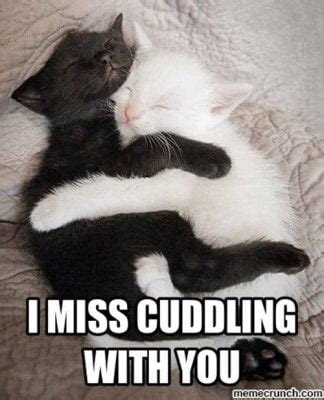 25 Cutest Cuddle Memes - SayingImages.com