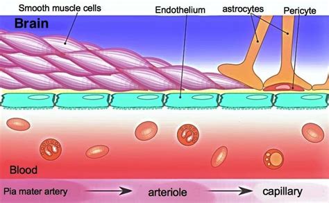 Researchers Develop Techniques to Bypass Blood-Brain Barrier, Deliver Drugs to Brain and Nervous ...