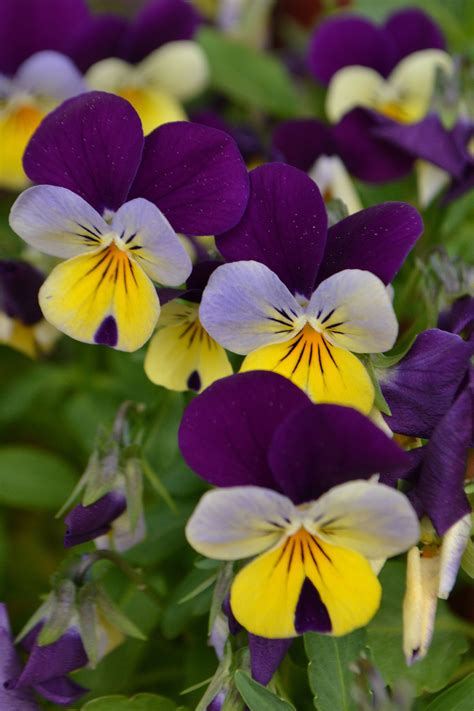 Beautiful Viola Tricolor whole Flower - Beautiful Insanity