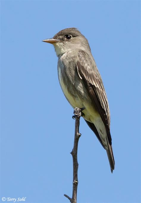 Olive-sided Flycatcher Photos - Photographs - Pictures