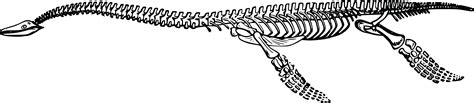 Free Clipart Of A dinosaur skeleton