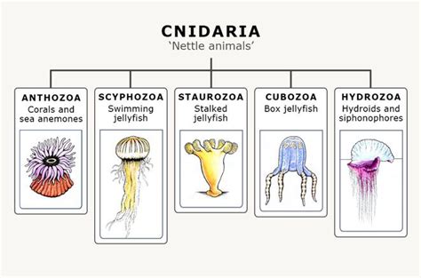 10 best images about Phylum Cnidaria on Pinterest