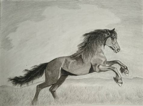 How To Draw Wild Horses - Forcesurgery24