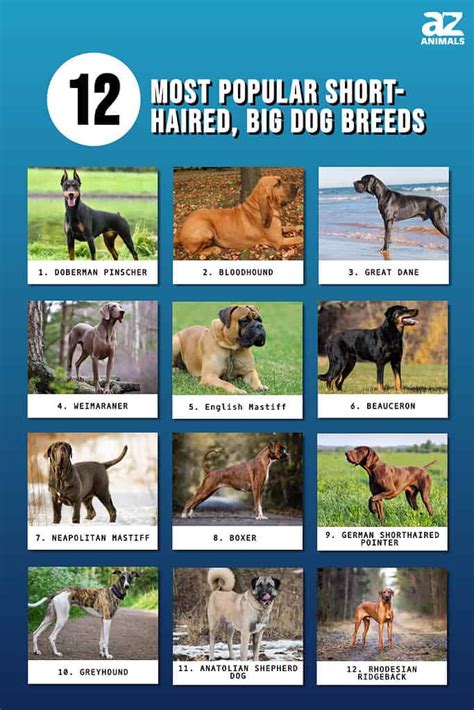 The 12 Most Popular Short-Haired, Big Dog Breeds in 2024 - A-Z Animals