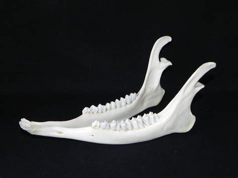 Deer jaw bone bones skull taxidermy animal craft teeth