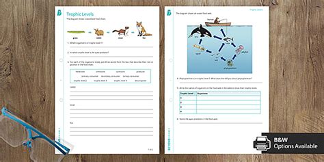 Trophic Levels Worksheet | GCSE Ecology | Beyond - Twinkl