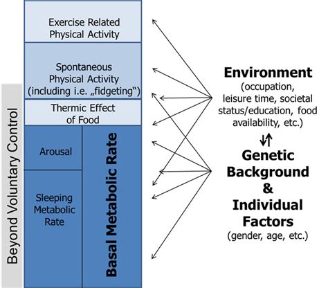 Non-Exercise Activity Thermogenesis in Human Energy Homeostasis - Endotext - NCBI Bookshelf