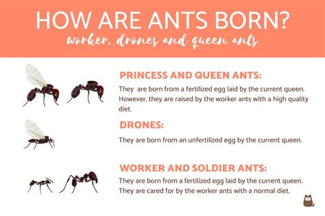 How Are Ants Born? - All About Ant Reproduction!