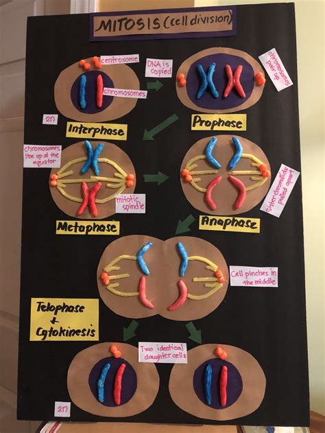 Mitosis Project | Biology projects, Science projects for kids, Mitosis