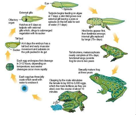 LIFECYCLE - THE AMERICAN BULLFROG