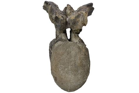 5.7" Fossil Iguanodon (Mantellisaurus) Vertebra - England (#206512) For ...