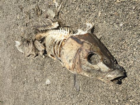 Dead Fish Free Stock Photo - Public Domain Pictures