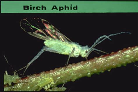 Birch Aphid