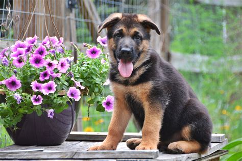 King German Shepherd Puppies For Sale In Texas – King of Pet Hobby